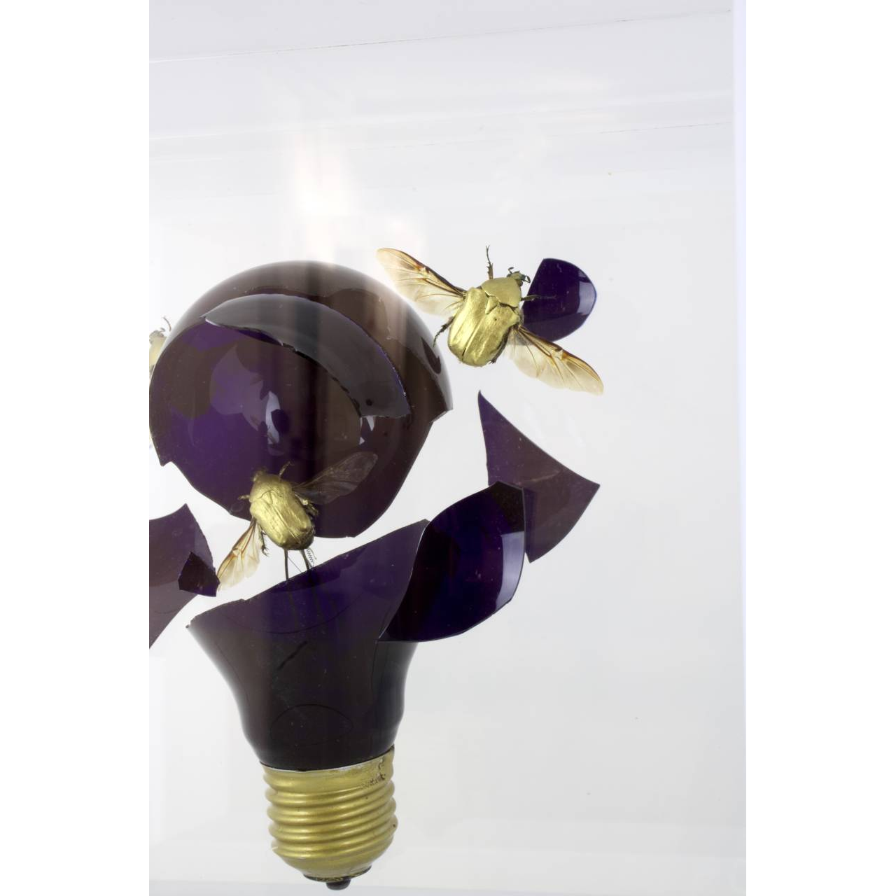 Jean-Luc MANIOULOUX, Impact, Insectes naturalisés, ampoule et plexiglas, 20 X 20 X 20 Cm (+ Socle Laiton 20 X 20 X 20 cm )