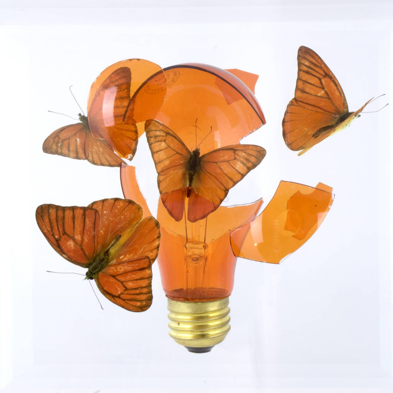 Jean-Luc MANIOULOUX, Impact, Insectes naturalisés, papillons, ampoule et plexiglas, 20 X 20 X 20 Cm