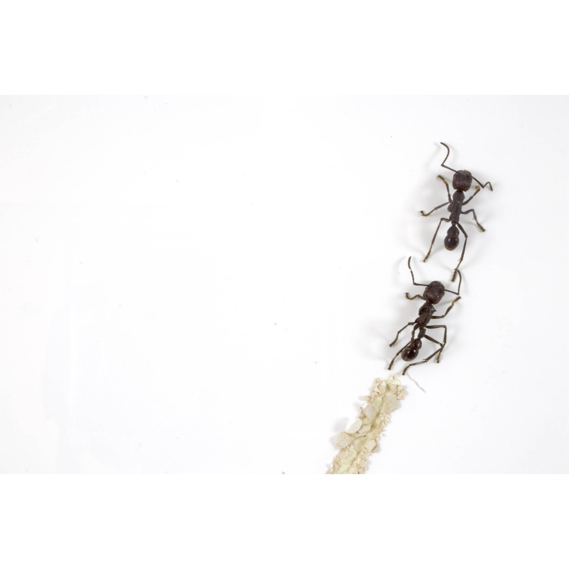 Jean-Luc MANIOULOUX, Jean-Louis, Insectes Naturalisés (Fourmis Sub Sahariennes) Sable, 52 X 42 X 5 cm par pièce ( 52 X 126 Cm l'ensemble ) Triptyque