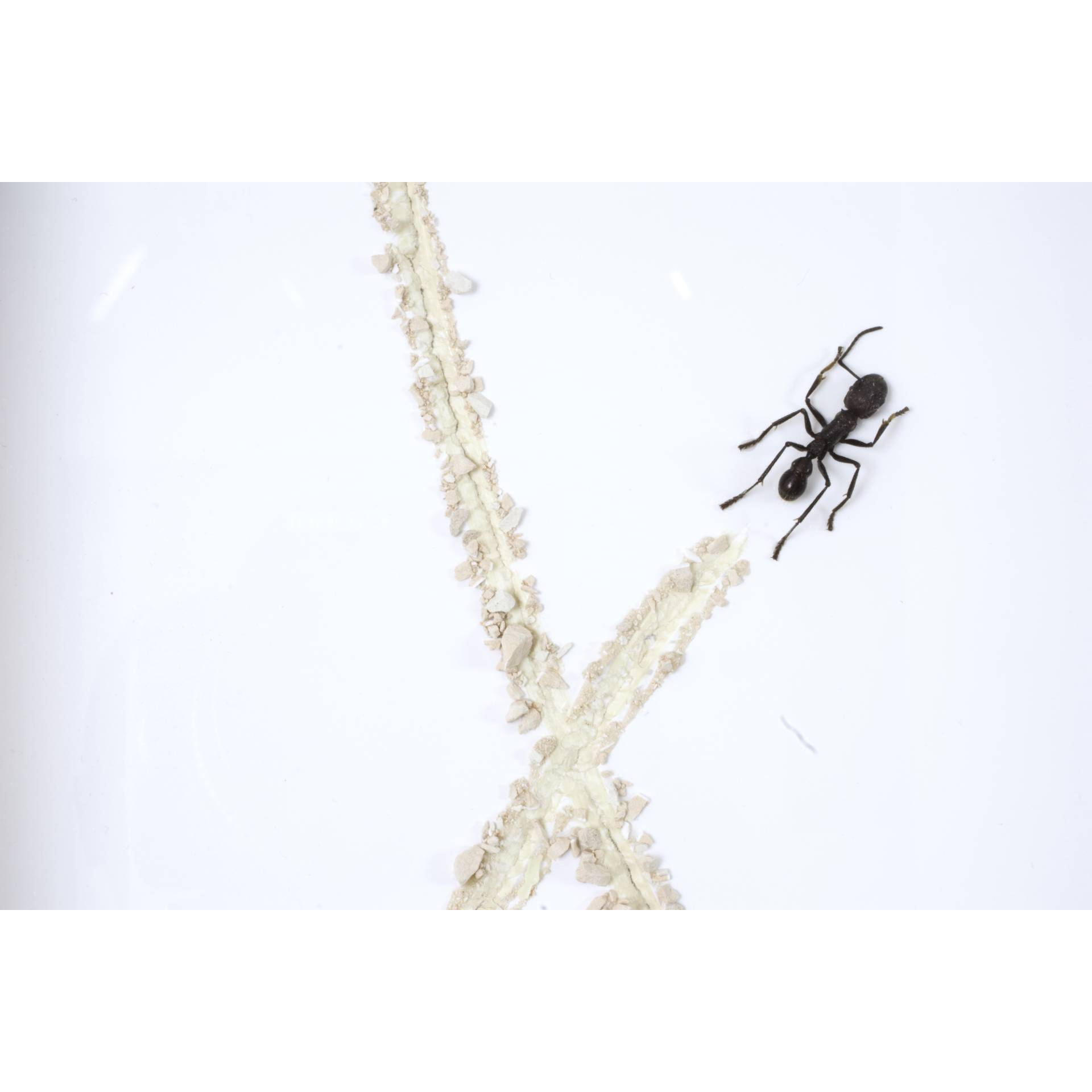 Jean-Luc MANIOULOUX, Jean-Louis, Insectes Naturalisés (Fourmis Sub Sahariennes) Sable, 52 X 42 X 5 cm par pièce ( 52 X 126 Cm l'ensemble ) Triptyque