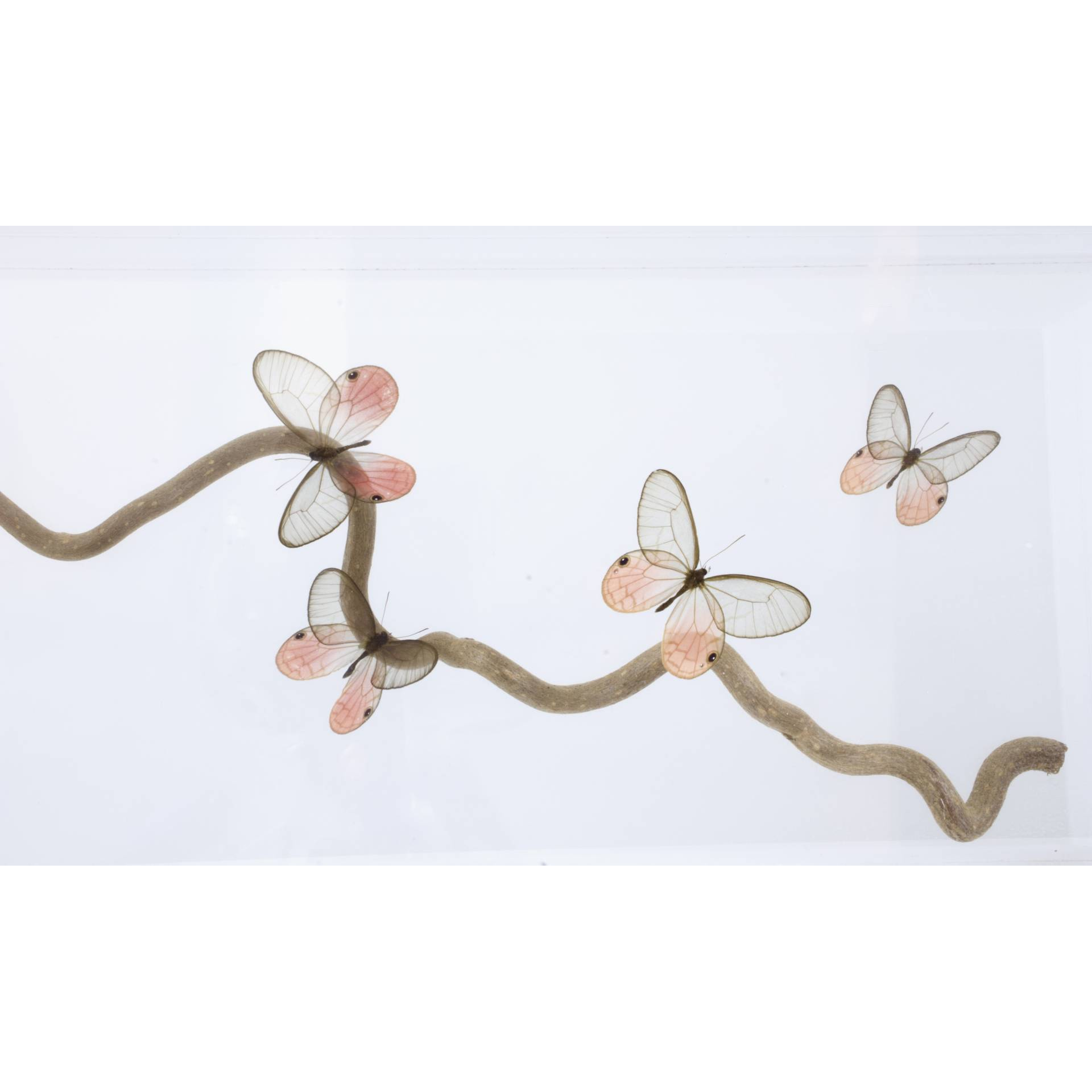 Jean-Luc MANIOULOUX, Sakura, Insectes naturalisés, papillons (Cymothoe Aurorina ), branche d'arbre, 19 X 61 X 14 cm