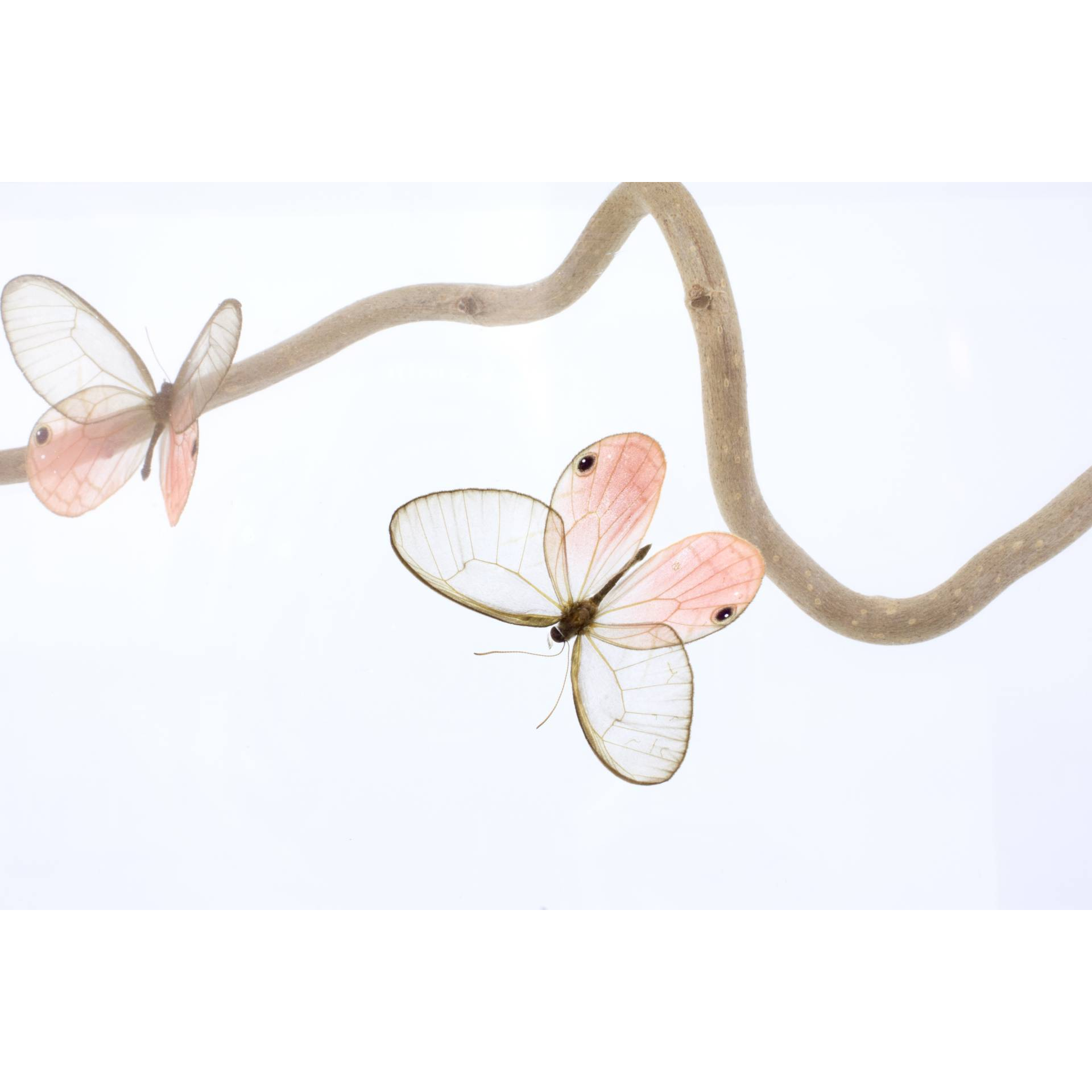 Jean-Luc MANIOULOUX, Sakura, Insectes naturalisés, papillons (Cymothoe Aurorina ), branche d'arbre, 19 X 61 X 14 cm