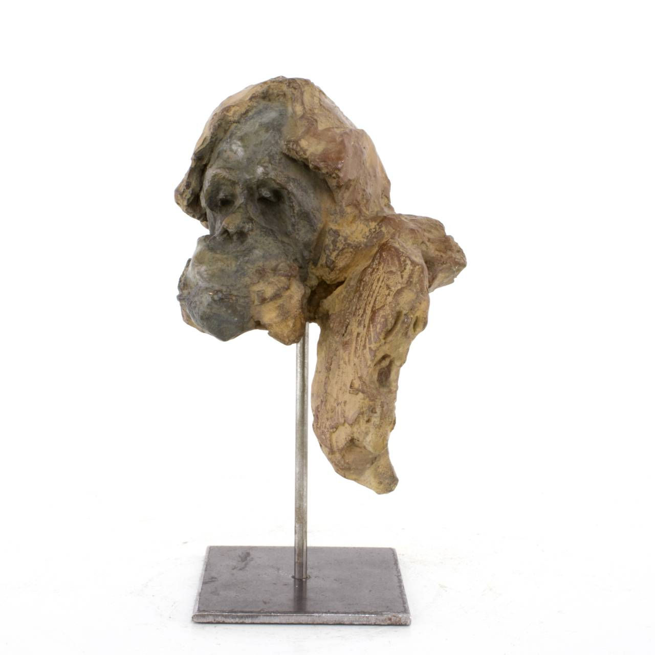 Jean-François GAMBINO - Tête de jeune orang outan - Bronze, 21 X 14 X 15 cm ( dont 9,5 cm de hauteur socle supplémentaire)
