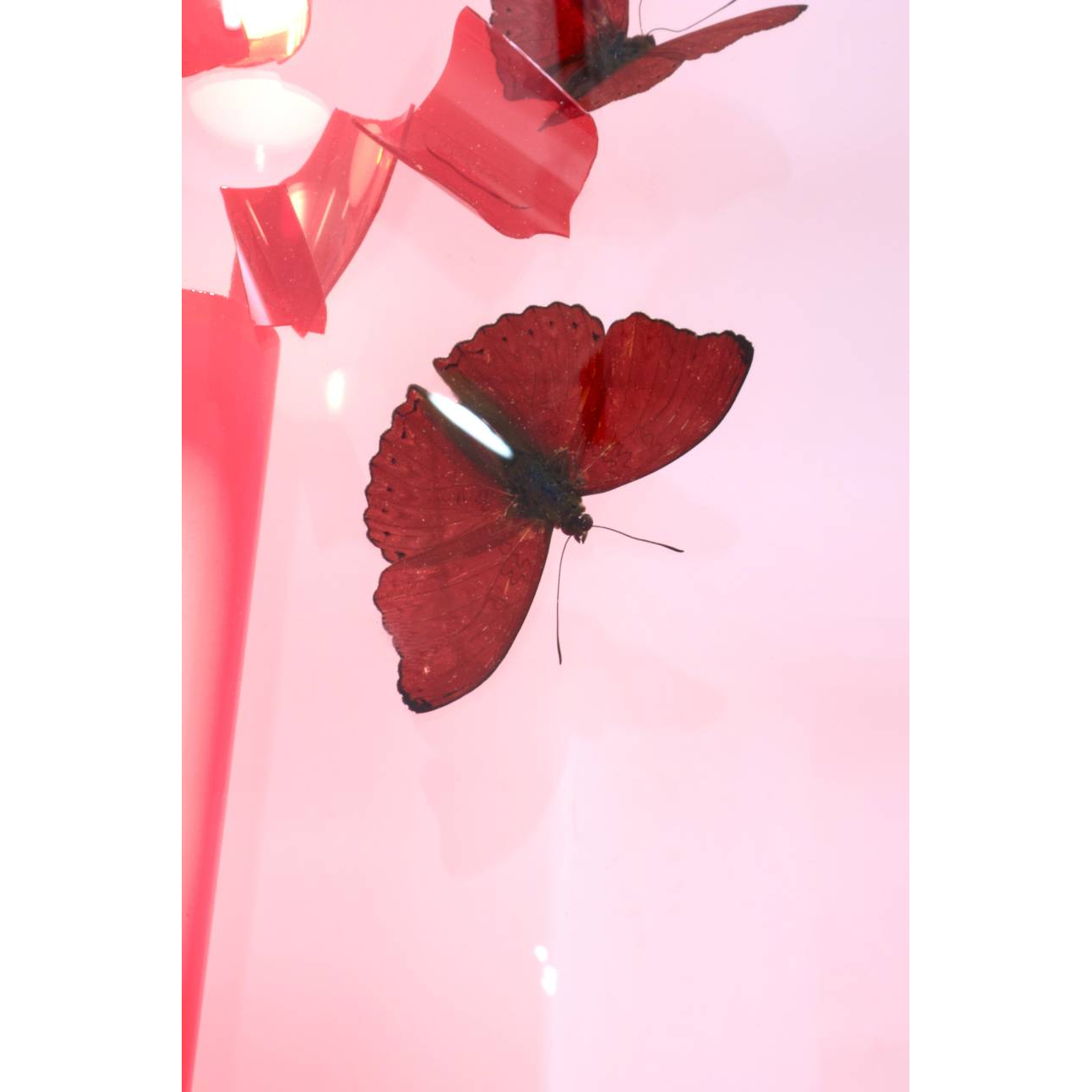 Jean-Luc Maniouloux, Impact, Néon et Papillons (Cymothoe Sangaris), Plexiglas, Variateur De Lumière Intégré, 88 X 34 X 11,5 Cm