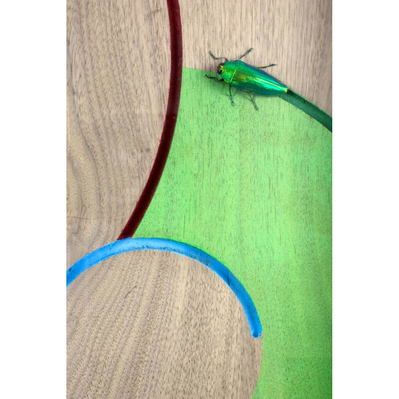 Jean-Luc Maniouloux, Sonia 1, Insectes naturalisés, peinture acrylique, bois, 72 X 52 X 4,5 Cm